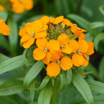 Erysimum allionii Oranje (zaad) – Muurbloem
