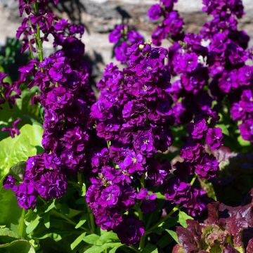 Matthiola incana Anytime Deep Purple (zaad) - Zomerviolier