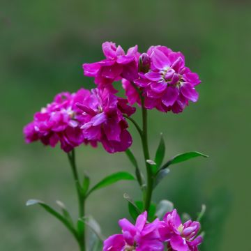 Matthiola incana Anytime Hot Pink (zaad) - Zomerviolier