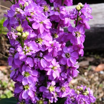 Matthiola incana Anytime Lavender (zaad) - Zomerviolier