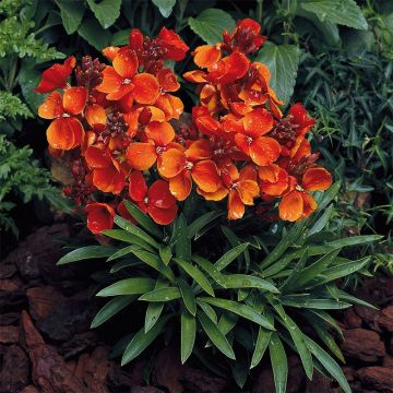 Erysimum cheiri Bedder Scarlet (zaad) – Muurbloem