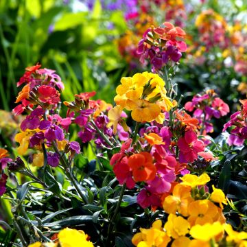 Erysimum cheiri Fair Lady Mix (zaad) – Muurbloem