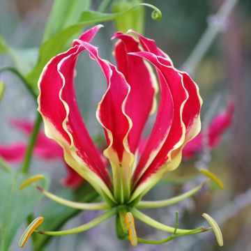 Gloriosa superba Rothschildiana (zaad) - Klimlelie