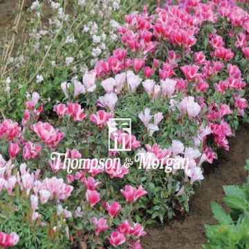 Godetia amoena Improved Dwarf Mix (zaad) - Zomerazalea