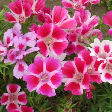 Godetia Whitneyi (zaad) - Zomerazalea