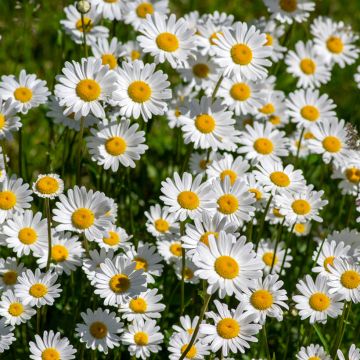 Leucanthemum vulgare (zaad) - Margriet