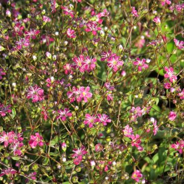 Gypsophila elegans Kermesina (zaad) - Gipskruid