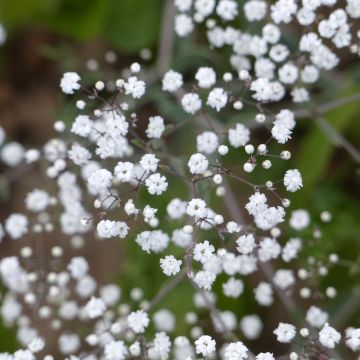 Gypsophila paniculata Snowflake (zaad) - Gipskruid
