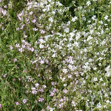 Gypsophila repens Albarosa Mix (zaad) - Kruipend gipskruid