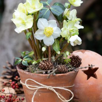 Helleborus niger (zaad) - Kerstroos