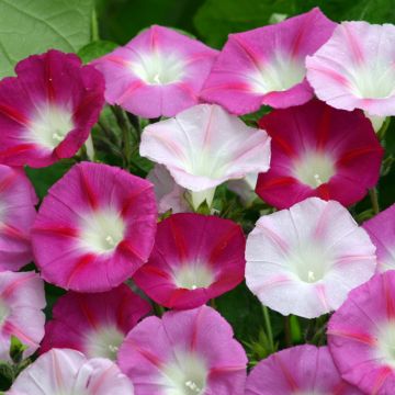 Ipomoea purpurea La Vie en Rose (zaad) - Klimmende winde