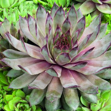 Sempervivum Hippie Chicks (zaad) - Huislook