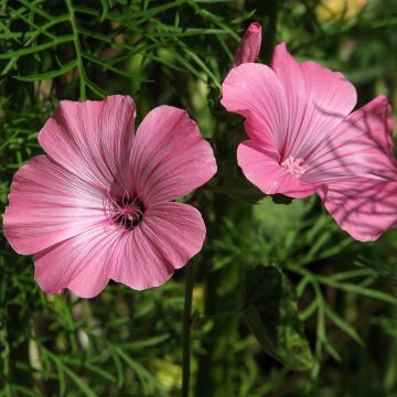 Lavatera trimestris Loveliness Roze biologisch (zaad) - Bekermalva