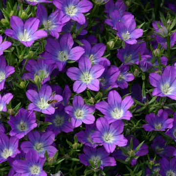 Legousia pentagonia (zaad) - Spiegelklokje