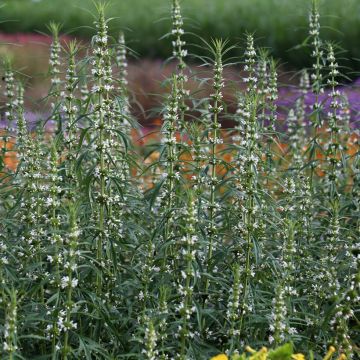 Leonurus sibiricus Alba (zaad) - Hartgespan