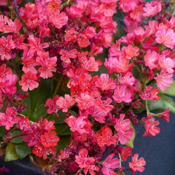 Lewisia cotyledon Elise Ruby Red (zaad) - Bitterkruid