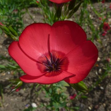 Linum grandiflorum Rubrum (zaad) - Rood vlas