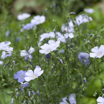 Linum perenne Blauw (zaad) - Overblijvend vlas