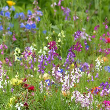 Linaria maroccana Fairy Bouquet Mix (zaad) - Marokkaans vlasleeuwenbekje