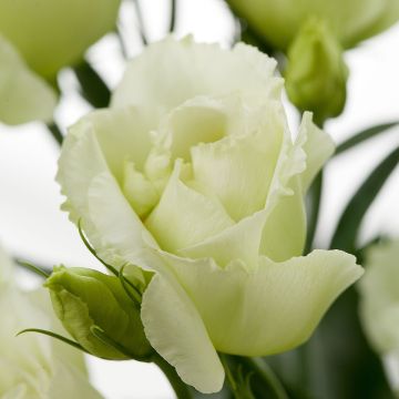 Lisianthus F1 Cessna Green III (zaad) - Eustoma