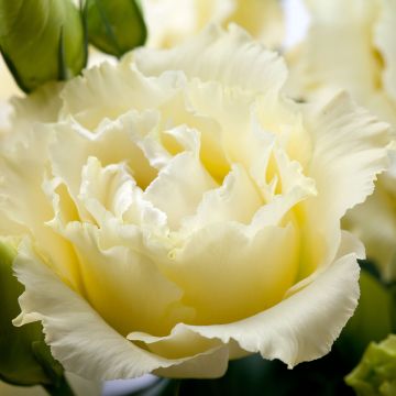 Lisianthus F1 Cessna Yellow III (zaad) - Eustoma