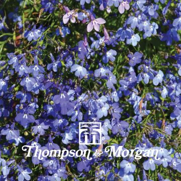 Lobelia erinus Blue Cascade (zaad) - Hanglobelia