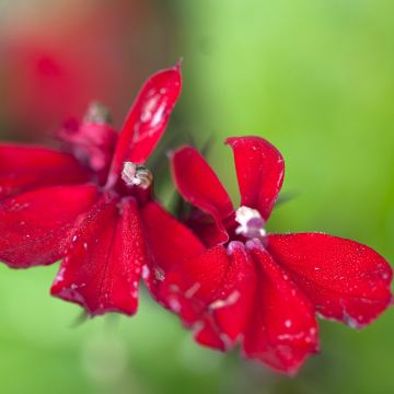 Lobelia fulgens Queen Victoria (zaad) - Scharlaken lobelia