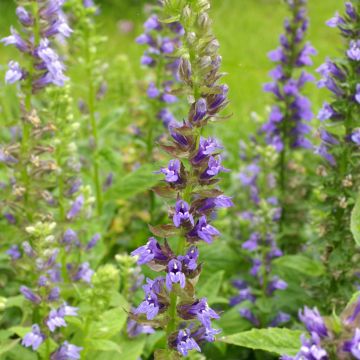 Lobelia siphilitica Clear Blue (zaad) - Virginische lobelia
