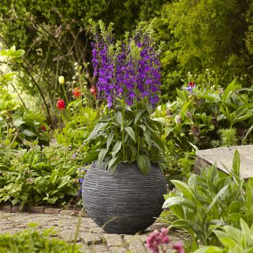 Lobelia speciosa Starship Blue (zaad) - Scharlaken lobelia