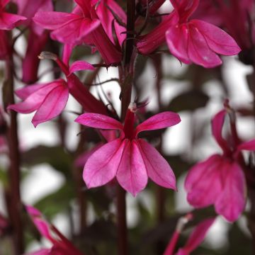 Lobelia speciosa Starship Rose (zaad) - Scharlaken lobelia