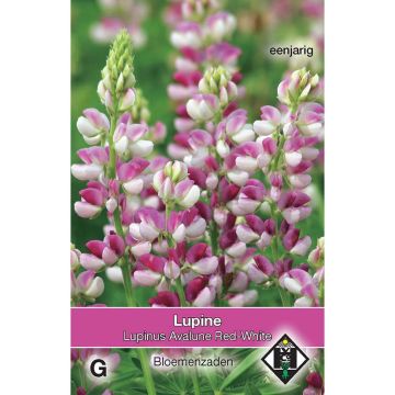 Lupinus hartwegii Avalune Red-White (zaad) - Eenjarige lupine