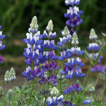 Lupinus nanus (zaad) - Kleine lupine