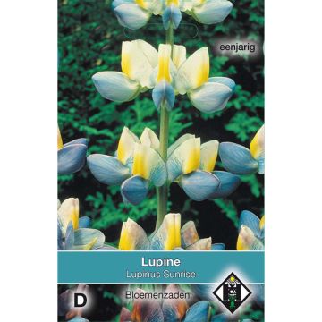 Lupinus cruickshankii Sunrise (zaad) - Lupine