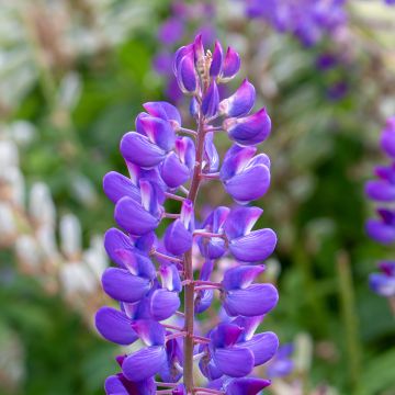 Lupinus perennis (zaad) - Wilde lupine