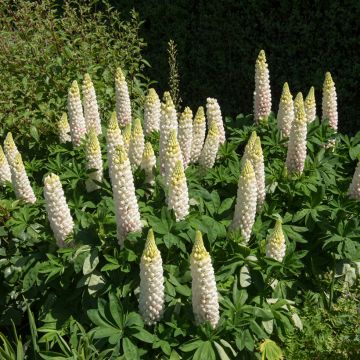 Lupinus Russell Hybrids Noble Maiden (zaad) - Lupine
