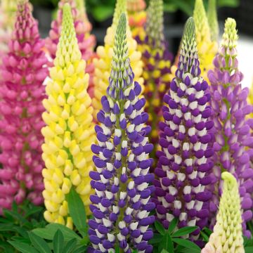 Lupine Mini Gallery Extra Mixture (zaad) - Lupine