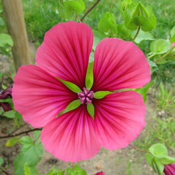 Malope trifida Mix Purple biologisch (zaad) - Drielobbige malope