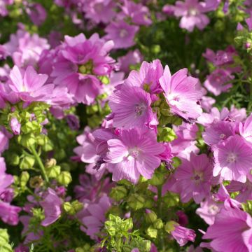 Malva moschata Rosea (zaad) - Muskuskaasjeskruid