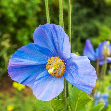 Meconopsis grandis (zaad) - Blauwe papaver