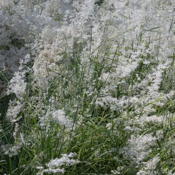 Melinis minutiflora Silver Queen (zaad) - Honinggras