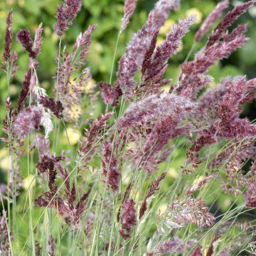 Melinis nerviglumis Karoo Queen (zaad) - Honinggras