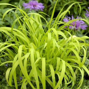 Milium effusum Aureum (zaad) - Bosgierstgras