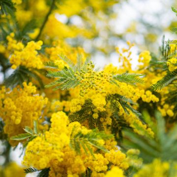 Acacia dealbata (zaad) - Mimosa