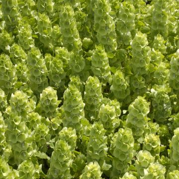 Moluccella laevis Pixie Bells (zaad) - Klokken van Ierland