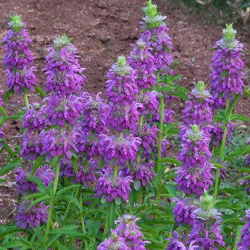 Monarda citriodora Bees Favourite (zaad) - Citroenbergamot
