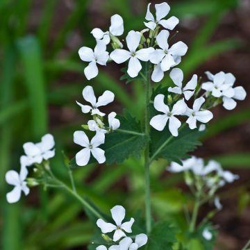 Lunaria annua Alba (zaad) - Judaspennig