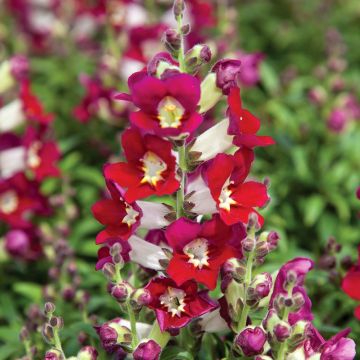 Leeuwenbek Antiquity Red Bicolour (zaad) - Antirrhinum majus