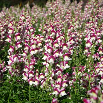 Leeuwenbek Cherry Twist (zaad) - Antirrhinum majus