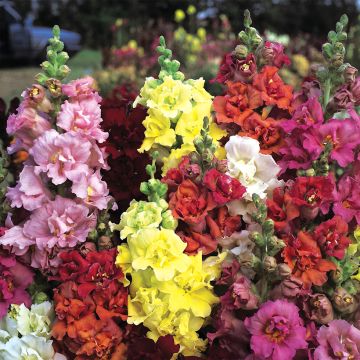Leeuwenbek Madame Butterfly Mixed (zaad) - Antirrhinum majus