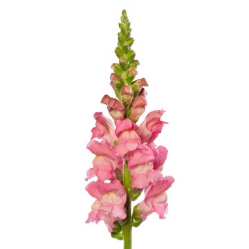 Leeuwenbek Cherry Rose II (zaad) - Antirrhinum majus